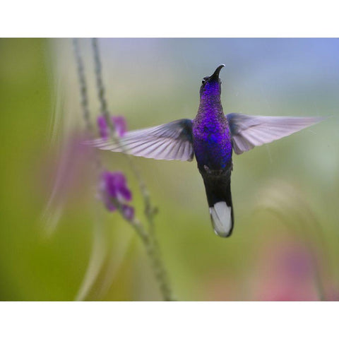 Violet Sabrewing Hummingbird White Modern Wood Framed Art Print by Fitzharris, Tim