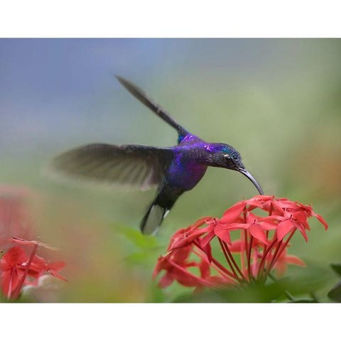 Violet Sabrewing Hummingbird White Modern Wood Framed Art Print by Fitzharris, Tim