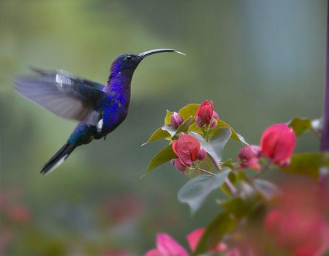 Violet Sabrewing Hummingbird Black Ornate Wood Framed Art Print with Double Matting by Fitzharris, Tim