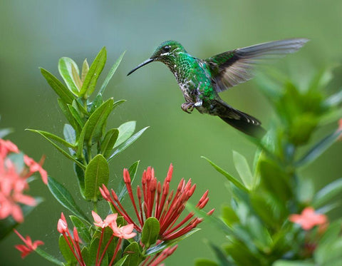 Green Crowned Brilliant Hummingbird Black Ornate Wood Framed Art Print with Double Matting by Fitzharris, Tim