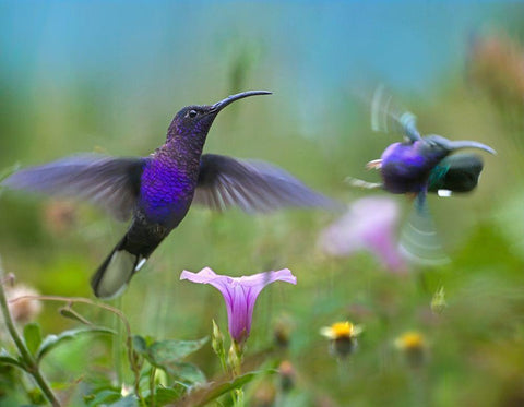 Violet Sabrewing Hummingbirds Black Ornate Wood Framed Art Print with Double Matting by Fitzharris, Tim