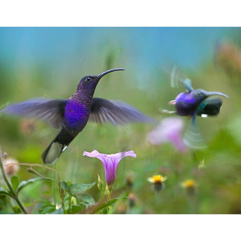 Violet Sabrewing Hummingbirds Black Modern Wood Framed Art Print by Fitzharris, Tim