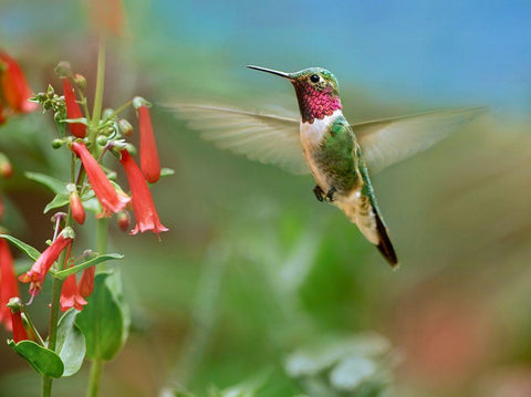 Broad Tailed Hummingbird at Scarlet Bugler Penstemon Black Ornate Wood Framed Art Print with Double Matting by Fitzharris, Tim