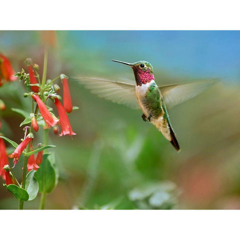 Broad Tailed Hummingbird at Scarlet Bugler Penstemon White Modern Wood Framed Art Print by Fitzharris, Tim