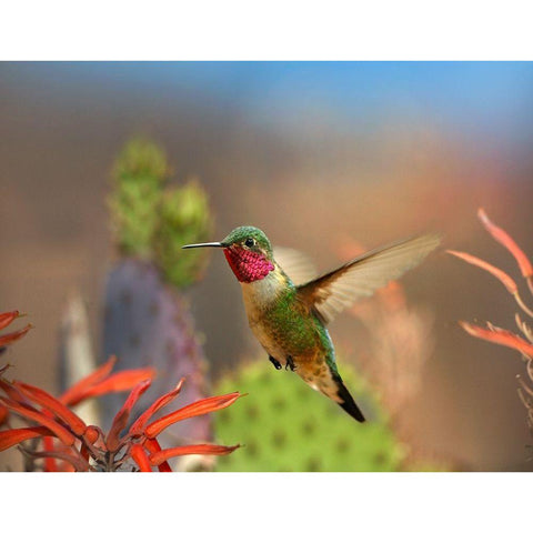 Broad Tailed Hummingbird White Modern Wood Framed Art Print by Fitzharris, Tim