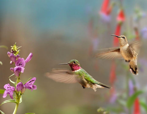 Broad Tailed Hummingbirds White Modern Wood Framed Art Print with Double Matting by Fitzharris, Tim