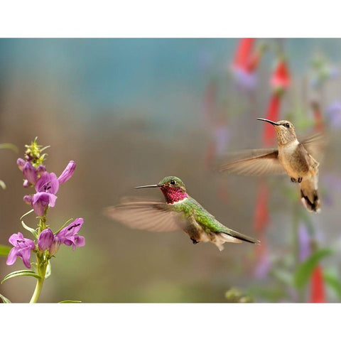 Broad Tailed Hummingbirds Gold Ornate Wood Framed Art Print with Double Matting by Fitzharris, Tim