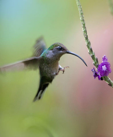 Violet Sabrewing Hummingbird Female White Modern Wood Framed Art Print with Double Matting by Fitzharris, Tim