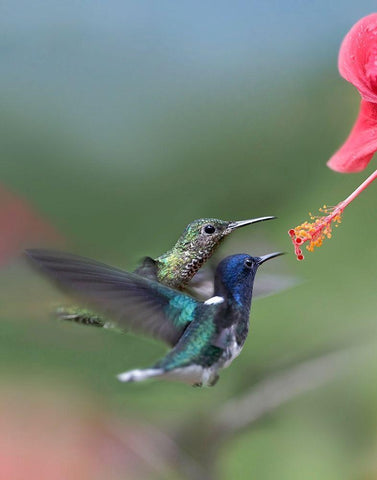 White Necked Jacobin Hummingbirds at Hibiscus Black Ornate Wood Framed Art Print with Double Matting by Fitzharris, Tim