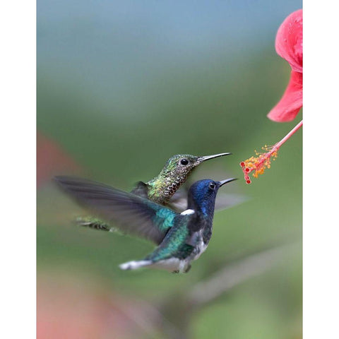 White Necked Jacobin Hummingbirds at Hibiscus Black Modern Wood Framed Art Print with Double Matting by Fitzharris, Tim