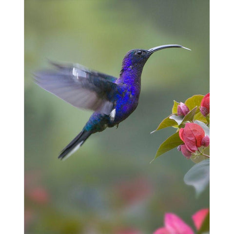 Violet Sabrewing Hummingbird White Modern Wood Framed Art Print by Fitzharris, Tim