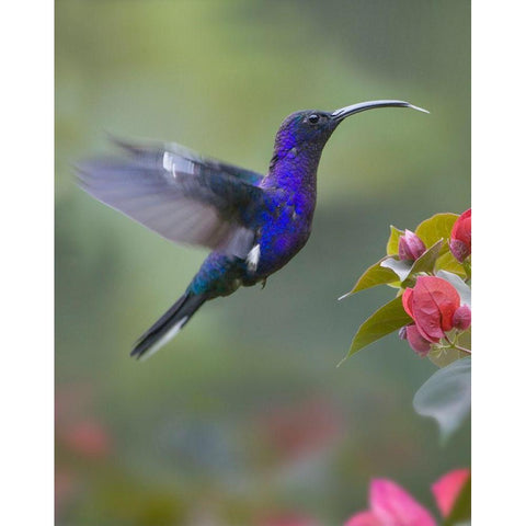 Violet Sabrewing Hummingbird Black Modern Wood Framed Art Print by Fitzharris, Tim