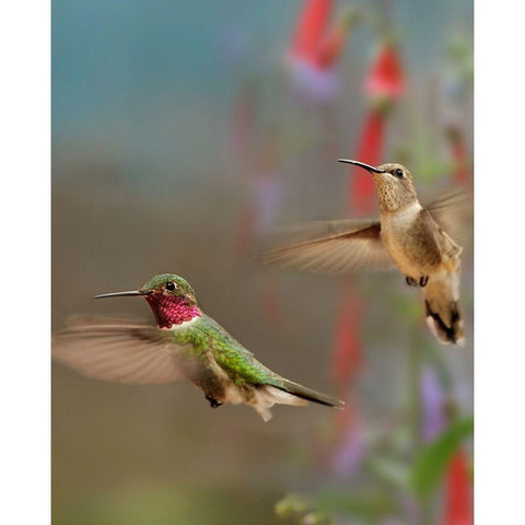 Broad Tailed Hummingbirds Black Modern Wood Framed Art Print by Fitzharris, Tim