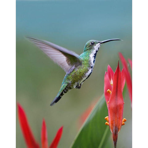 Green Breasted Mango Hummingbird Black Modern Wood Framed Art Print with Double Matting by Fitzharris, Tim