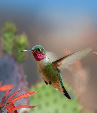 Broad Tailed Hummingbird Black Ornate Wood Framed Art Print with Double Matting by Fitzharris, Tim