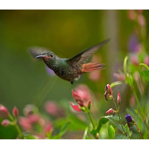 Rufous Tailed Hummingbird Gold Ornate Wood Framed Art Print with Double Matting by Fitzharris, Tim