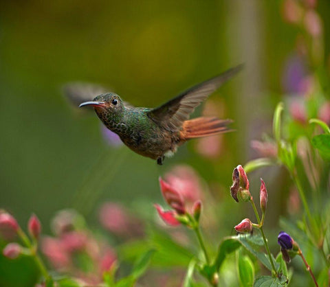 Rufous Tailed Hummingbird White Modern Wood Framed Art Print with Double Matting by Fitzharris, Tim