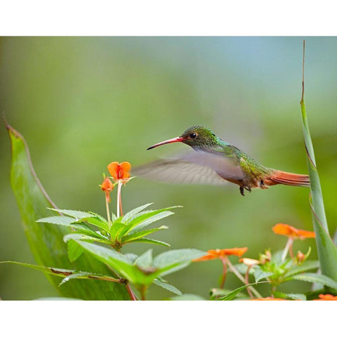 Rufous Tailed Hummingbird Black Modern Wood Framed Art Print with Double Matting by Fitzharris, Tim