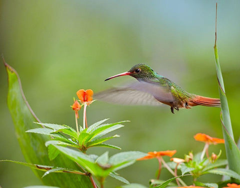 Rufous Tailed Hummingbird White Modern Wood Framed Art Print with Double Matting by Fitzharris, Tim