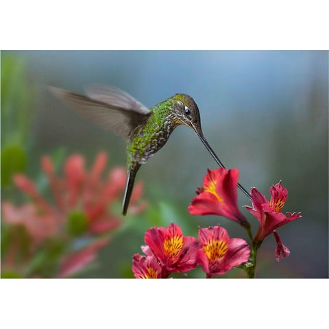 Sword Billed Hummingbird White Modern Wood Framed Art Print by Fitzharris, Tim