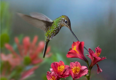 Sword Billed Hummingbird White Modern Wood Framed Art Print with Double Matting by Fitzharris, Tim