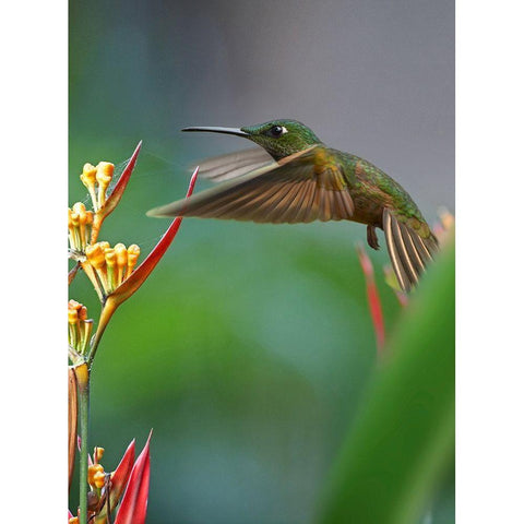 Fawn Breasted Brilliant Hummingbird Black Modern Wood Framed Art Print by Fitzharris, Tim