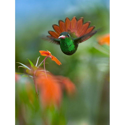 Rufous Tailed Hummingbird Gold Ornate Wood Framed Art Print with Double Matting by Fitzharris, Tim