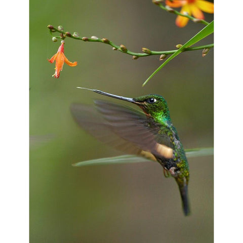 Buff Winged Starfrontlet Hummingbirds Gold Ornate Wood Framed Art Print with Double Matting by Fitzharris, Tim