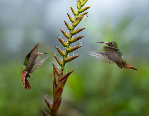 Rufous Tailed Hummingbirds White Modern Wood Framed Art Print with Double Matting by Fitzharris, Tim