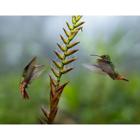 Rufous Tailed Hummingbirds Black Modern Wood Framed Art Print with Double Matting by Fitzharris, Tim