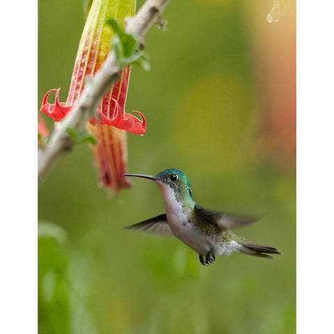 Andean Emerald Hummingbird Gold Ornate Wood Framed Art Print with Double Matting by Fitzharris, Tim