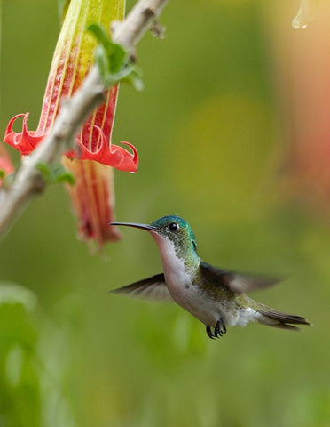 Andean Emerald Hummingbird White Modern Wood Framed Art Print with Double Matting by Fitzharris, Tim