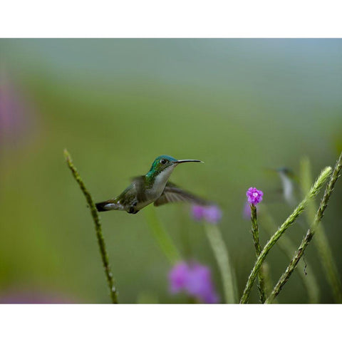 Andean Emerald Humming Bird Gold Ornate Wood Framed Art Print with Double Matting by Fitzharris, Tim