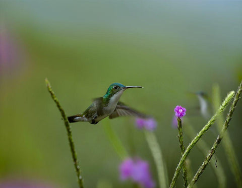 Andean Emerald Humming Bird White Modern Wood Framed Art Print with Double Matting by Fitzharris, Tim