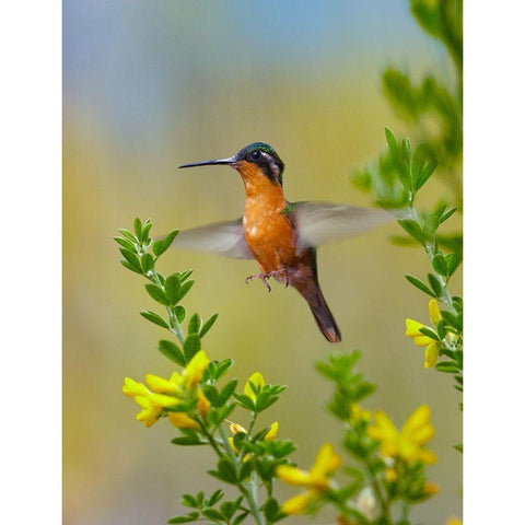 Gray Tailed Mountain Gem Hummingbird Gold Ornate Wood Framed Art Print with Double Matting by Fitzharris, Tim