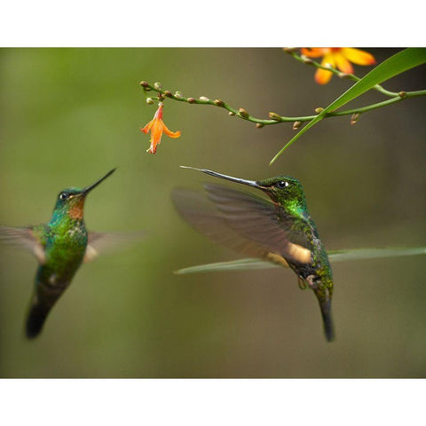 Buff Winged Starfrongtlet Hummingbirds White Modern Wood Framed Art Print by Fitzharris, Tim