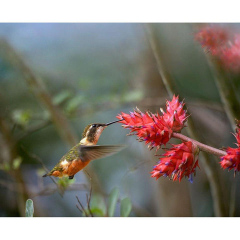 Purple Throated Woodstar Hummingbird White Modern Wood Framed Art Print by Fitzharris, Tim