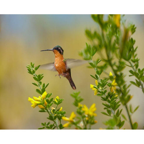 Gray Tailed Mountain-Gem Hummingbird Gold Ornate Wood Framed Art Print with Double Matting by Fitzharris, Tim