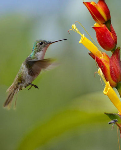 Andean Emerald Humming Bird White Modern Wood Framed Art Print with Double Matting by Fitzharris, Tim