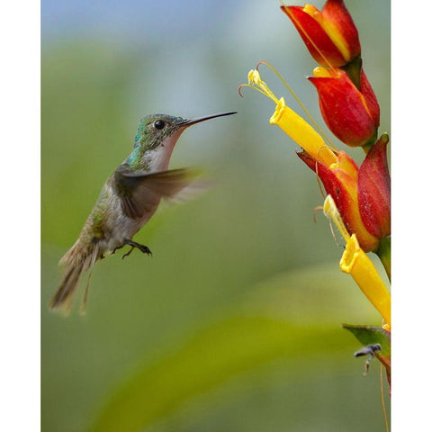 Andean Emerald Humming Bird Black Modern Wood Framed Art Print with Double Matting by Fitzharris, Tim