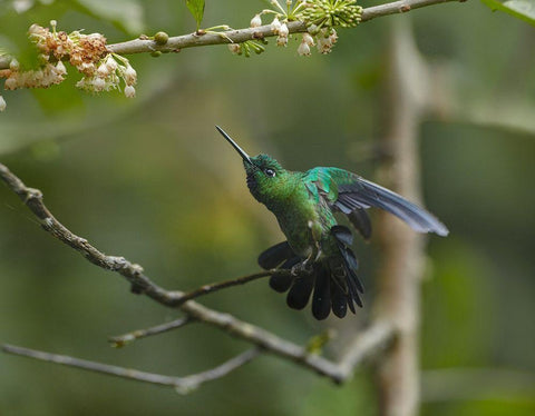 Green-Crowned Brillinat Hummingbird White Modern Wood Framed Art Print with Double Matting by Fitzharris, Tim