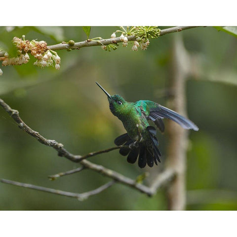 Green-Crowned Brillinat Hummingbird White Modern Wood Framed Art Print by Fitzharris, Tim