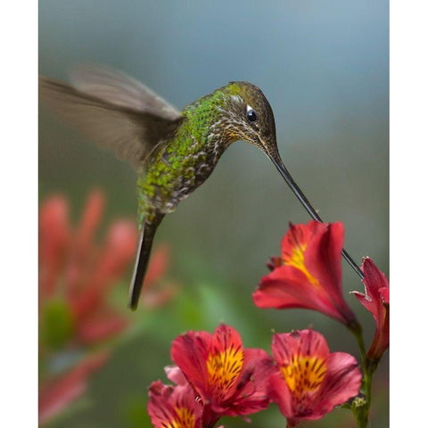 Sword-Billed Hummingbird Black Modern Wood Framed Art Print with Double Matting by Fitzharris, Tim