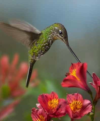 Sword-Billed Hummingbird White Modern Wood Framed Art Print with Double Matting by Fitzharris, Tim