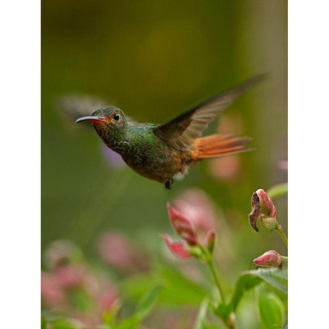 Rufous Tailed Hummingbird Gold Ornate Wood Framed Art Print with Double Matting by Fitzharris, Tim