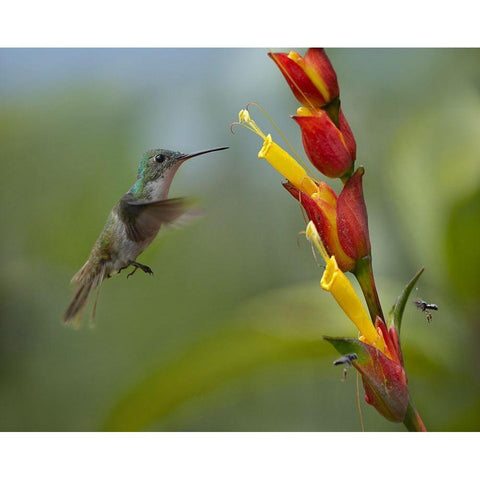 Andean Emerald Humming Bird Gold Ornate Wood Framed Art Print with Double Matting by Fitzharris, Tim