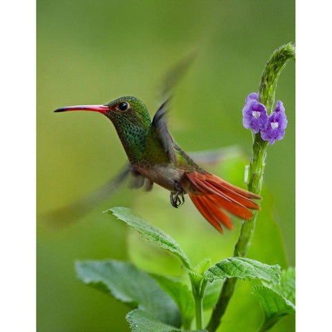 Rufous Tailed Hummingbird Gold Ornate Wood Framed Art Print with Double Matting by Fitzharris, Tim