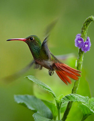 Rufous Tailed Hummingbird White Modern Wood Framed Art Print with Double Matting by Fitzharris, Tim