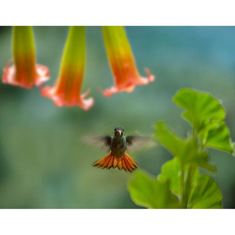 Rufous Tailed Hummingbird Gold Ornate Wood Framed Art Print with Double Matting by Fitzharris, Tim