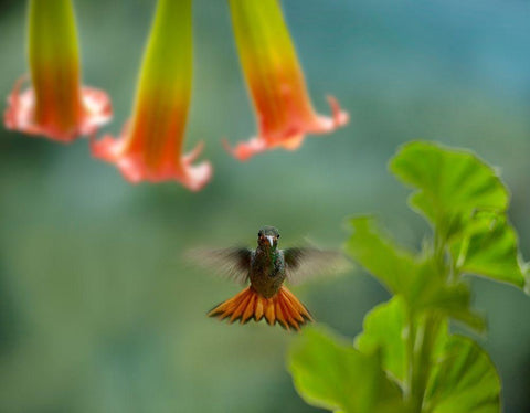 Rufous Tailed Hummingbird White Modern Wood Framed Art Print with Double Matting by Fitzharris, Tim